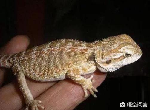 宠物产业:宠物产品市场分析 宠物行业未来会面临怎样的难题？