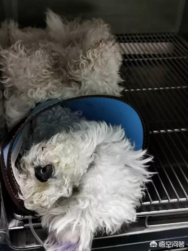 色狗狗:狗狗拉稀红棕色是什么病？