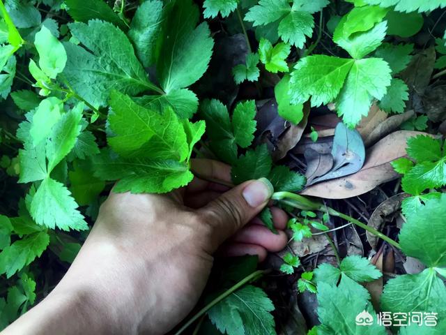 马鞭草可当野菜食用吗，农村野菜鸭脚板（植物）能吃吗