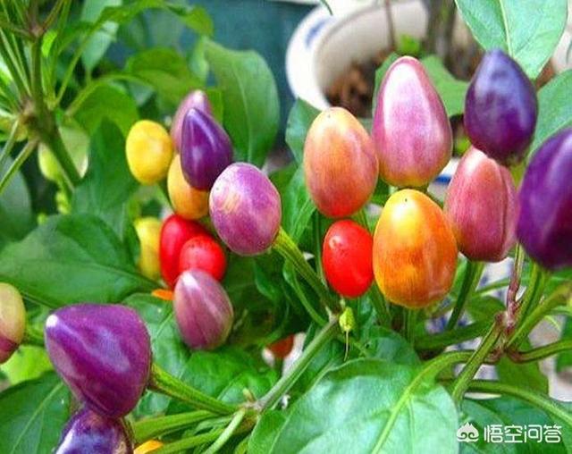 鸟眼辣椒盆景:盆栽的朝天椒怎么养才能结果更多？