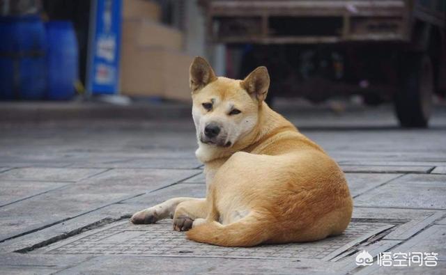 世界名犬介绍及图片:世上忠诚度最高的犬种是哪种狗？为什么？
