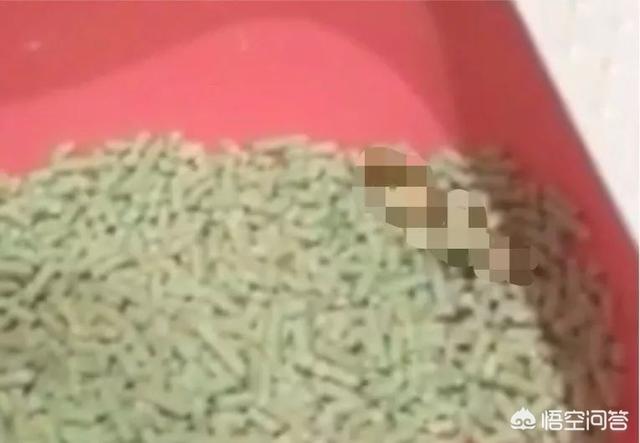 猫咪尿频尿急尿不尽用什么药:猫咪尿频尿少吃什么药合适 头条的朋友们我家猫咪这两天频繁去厕所还尿不出来应该吃什么药？