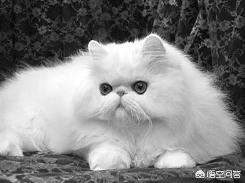 波斯猫的图片或资料:能否说说你所了解的波斯和伊朗的关系？