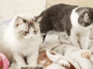 猫咪爬到身上踩奶:猫咪在主人身上踩奶是什么意思 猫咪喜欢趴身上爪子来回踩，伸爪是什么意思？