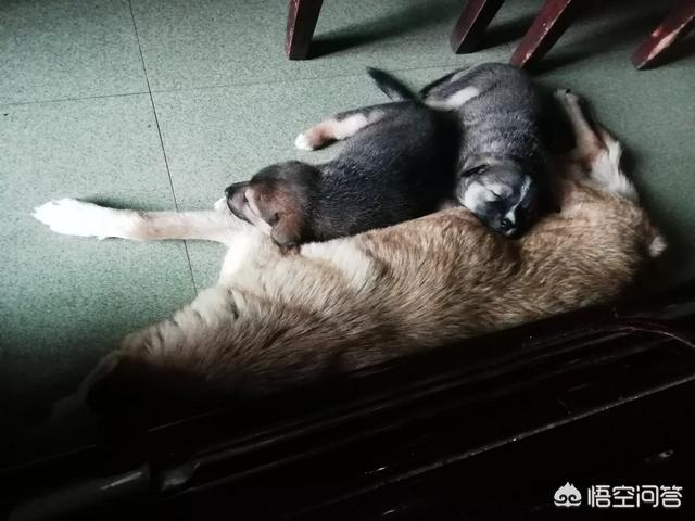 狗狗配种后应注意什么:狗狗配完种多少天下小狗？