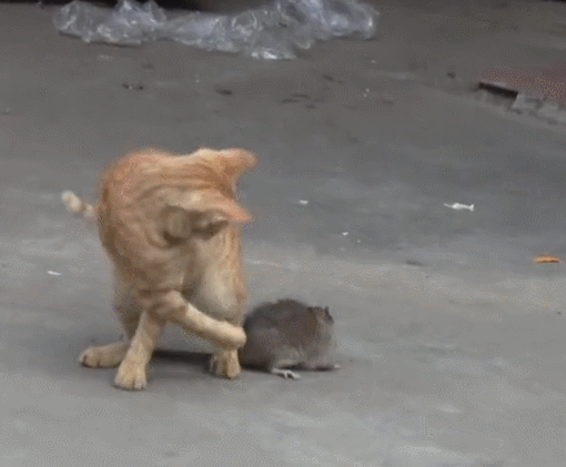 怎样捉猫猫:猫咪不会用猫抓板，怎么教会他？