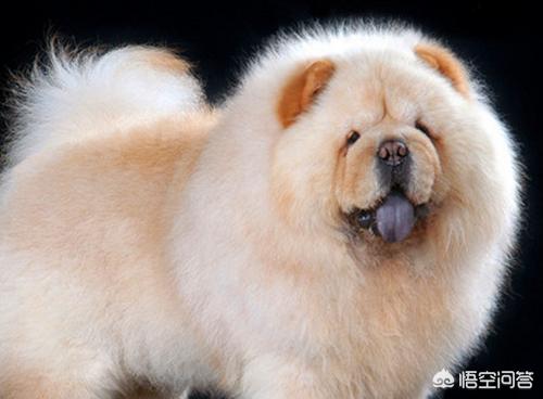 松狮犬图片:有哪些狗狗，连宠物店都不太想接？