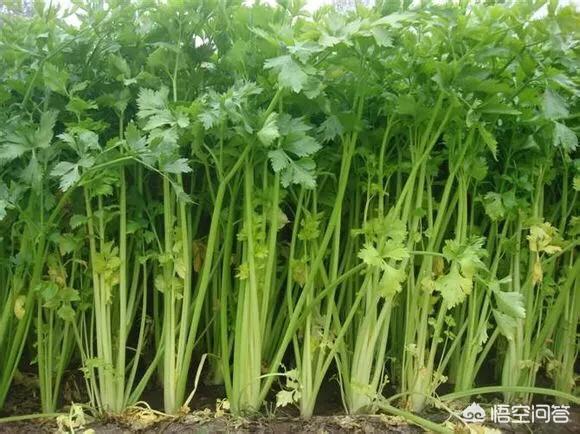 十字花科蔬菜软腐病:十字花科蔬菜软腐病的防治措施包括 芹菜黑根，软腐病怎么办？
