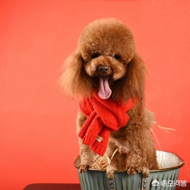 狗狗美容主人可以在旁边吗:主人对泰迪犬做什么事，可能会伤害到你们之间的感情？