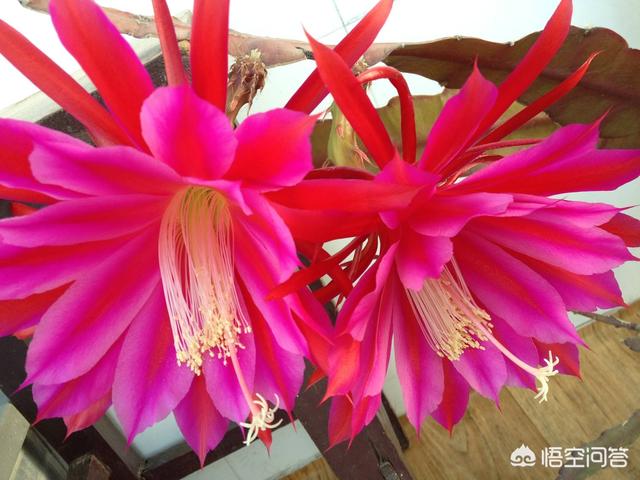 令箭荷花花芽:嫁接的令箭荷花为什么开不了花？