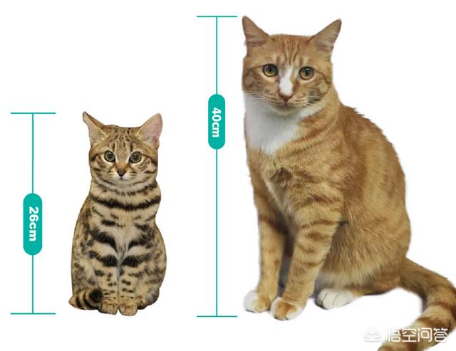 薮猫是猫还是豹，为什么猫科动物中大多数体型比较大，而猫咪的体型小呢