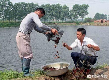杀车轮虫要几个小时:杀车轮虫要注意什么 虾池里白色的小虫子怎么把它杀死？