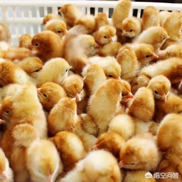 鸡球虫病三价活疫苗:孔雀苗有两个月大了，为什么一只一只的会死？