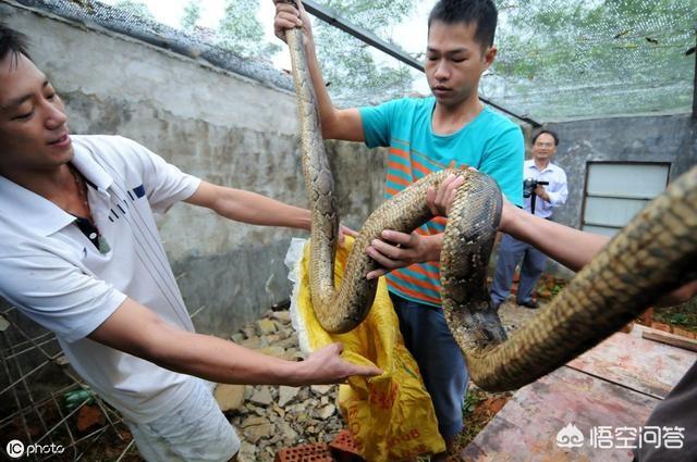 眼镜蛇被打居然装死报仇，农民收割小麦的时候发现了蛇，一般是放生还是杀死为什么呢