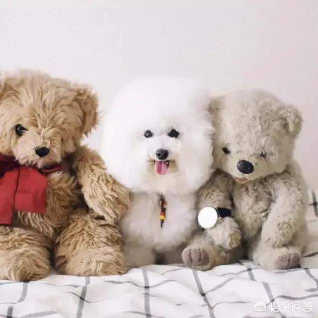 我家泰迪怕狗怎么办:想养狗却怕狗狗掉毛怎么办？