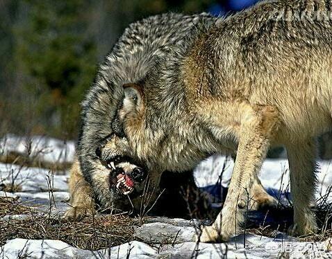 北美灰狼项圈:把两只哈士奇和一只凶残的北美大灰狼关在一个笼子里，会怎么样？