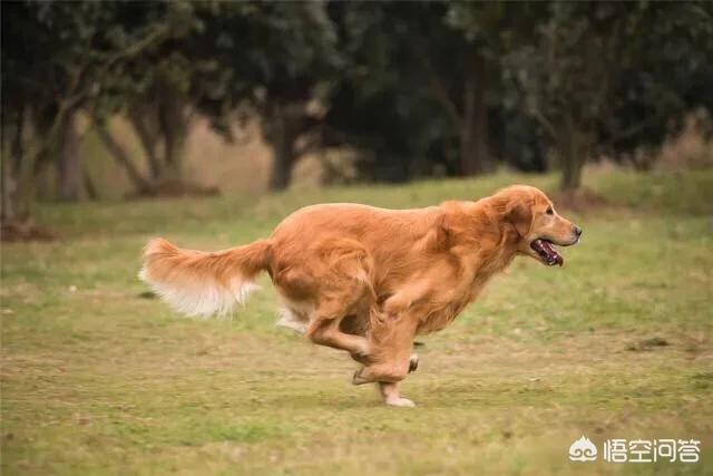 金毛幼犬的狗粮怎么选:金毛吃什么狗粮好，有哪些不太贵的推荐？