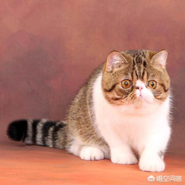 可爱伽菲猫视频:「加菲猫」到底是什么猫？