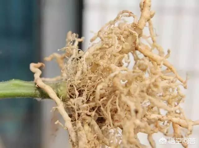 花叶芋根结线虫病:大棚西红柿根结线虫如何治？根结线虫用什么药效果好？