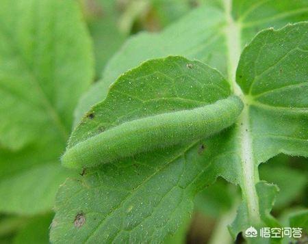 花叶芋根结线虫病:大棚西红柿根结线虫如何治？根结线虫用什么药效果好？