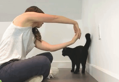 宠物安全隐患:为什么家里的猫不能像狗一样当宠物来养？