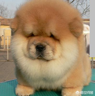 中国明犬:我国战斗力最强的狗是哪种狗？