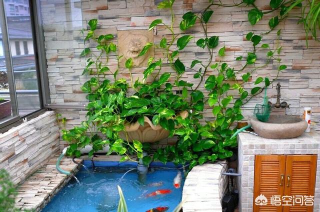 1.5米水草造景:鱼缸造景，种了绿植就加水吗？