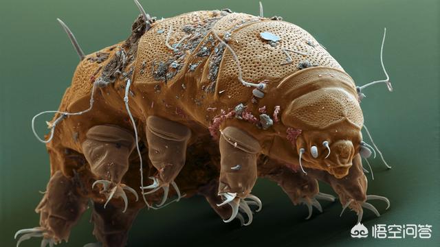 水熊虫寿命是多少年:水熊虫是世界上生命力最顽强的生物吗？