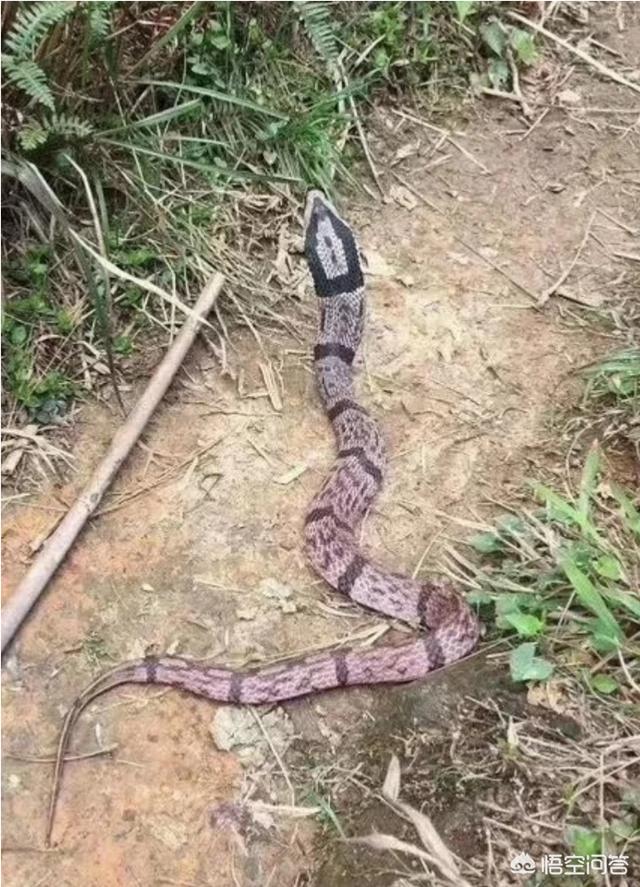 无毒蛇:俗话说：一里路上有墨蛇，十里路上无毒蛇，墨蛇是啥蛇？