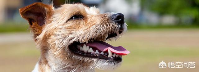 头条问答 狗狗牙齿不护理会有怎样的后果 4个回答