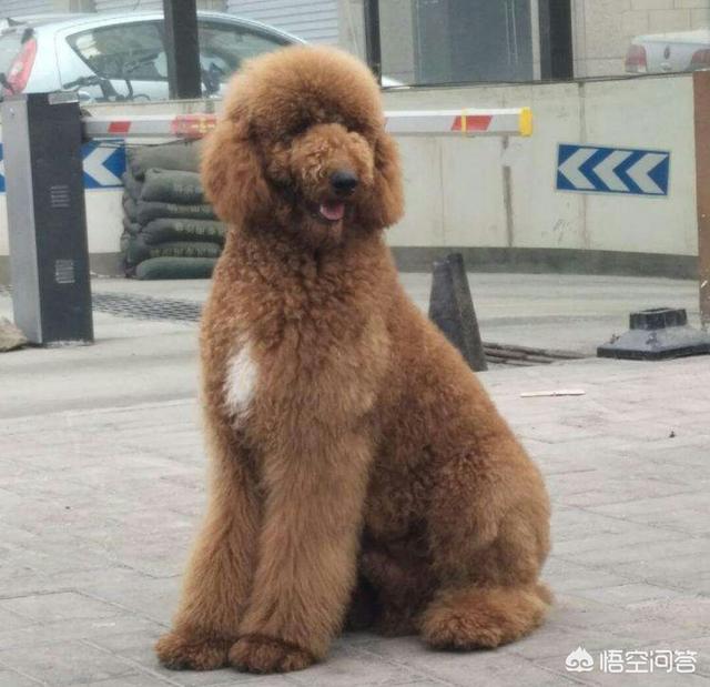 黑色巨型贵宾犬的价格:为什么现在那么少人养巨型贵宾犬？