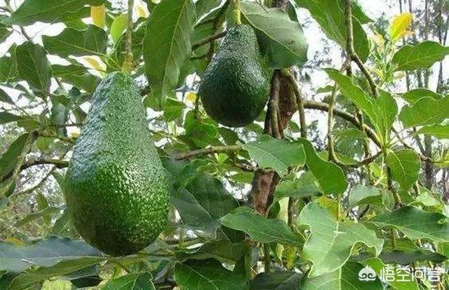 牛油果和鳄梨价格:油梨也就是牛油果需要授粉吗?有什么影响？