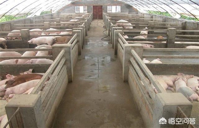 非洲猪瘟后养猪场如何复养？