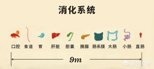 有没有能帮助消化的蔬菜水果？