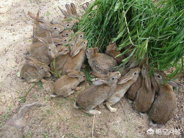 宠物兔拉肚子能吃桑叶吗:兔子吃生菜拉肚子，兔子吃什么蔬菜不拉稀？