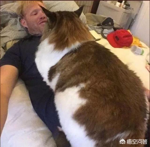 微信土耳其梵猫表情包:猫猫到底需要多久洗澡一次？铲屎官新手很纠结这个问题？