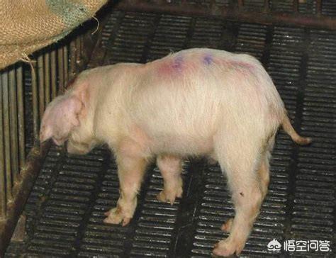 蛔虫病治疗 应急:猪体内有蛔虫病会有什么影响？又该怎么进行预防？