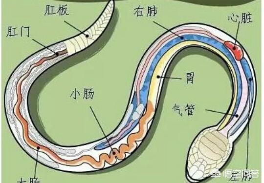 人能跑过黑曼巴蛇吗:在农村野外行走，当我们遇到毒蛇都是赶紧躲避，需要注意些什么？