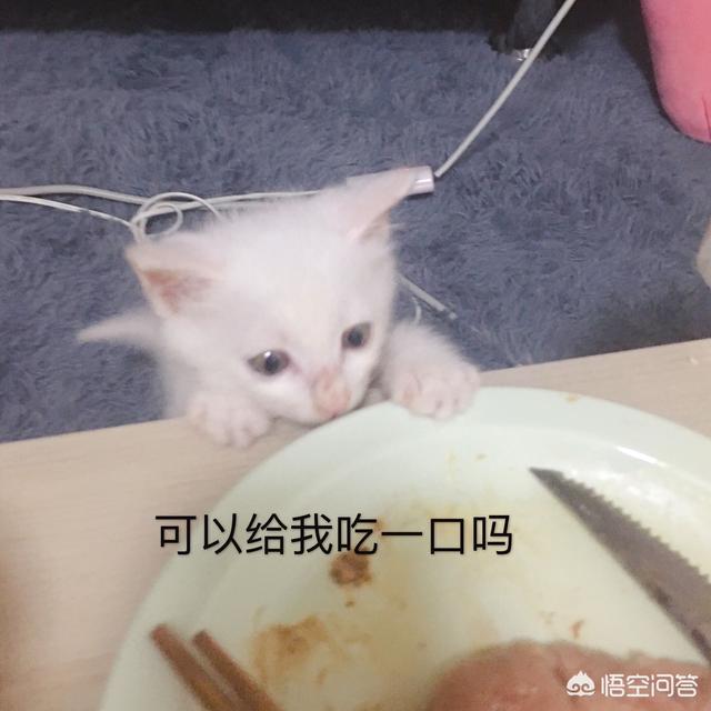 萌猫猫图片:你家喵的哪个动作最能萌到你？