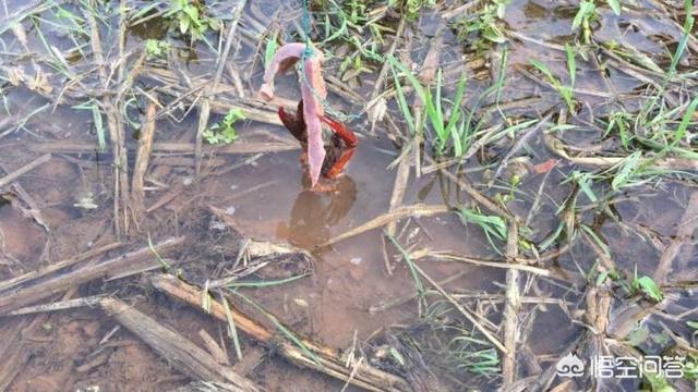 黑壳虾白天活动吗:现在温度高白天龙虾池中可下地笼起捕龙虾吗？有什么影响？谢谢？