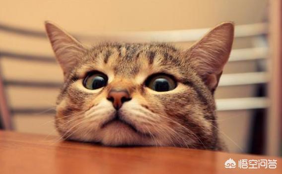 包子脸猫:猫小时候包子脸长大会变不？ 包子脸猫咪是什么品种
