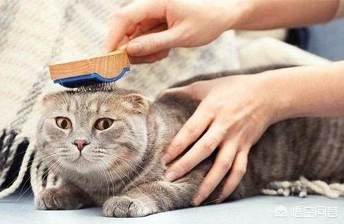 猫咪吃水果:猫吃什么食物化毛，吃水果可以吗？