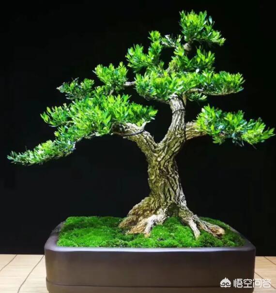 雀舌黄杨盆景欣赏:黄杨盆景的养护有什么注意事项？