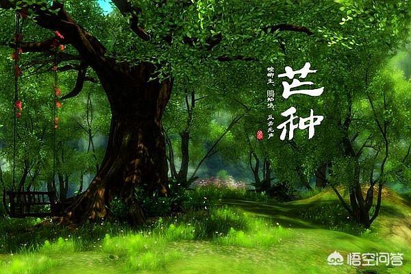 今日芒种，有啥习俗，吃点啥好，如何养生？