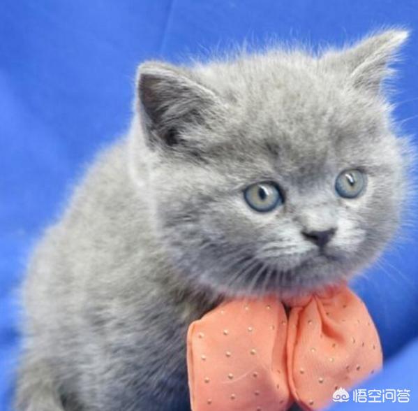 大脸猫图片呆萌:为什么猫的脸大了可爱，而人的脸大了就难看呢？
