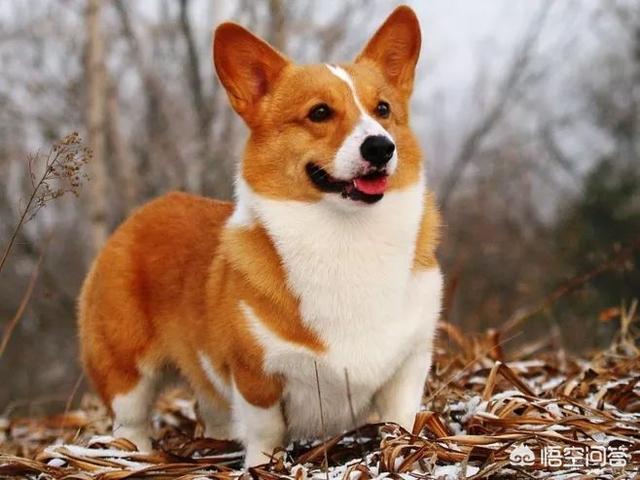 英国雪达犬舍卖:一只法斗幼犬大概得多少钱？