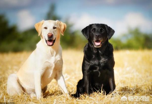 优质的拉布拉多犬性格特征有哪些:拉布拉多犬的特征和性格 拉布拉多有什么好的地方？