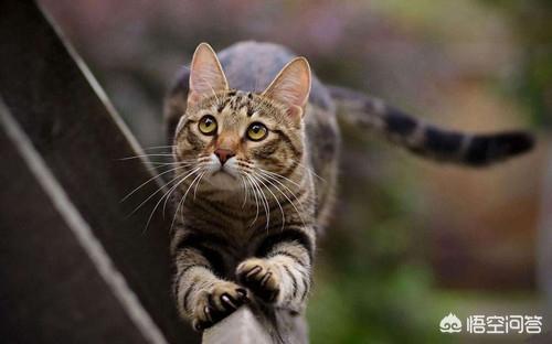 折耳虎斑猫的特点:虎斑猫从几个月开始发腮？