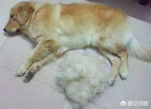 金毛犬性格缺点:金毛这么完美的狗狗也有缺点吗？有哪些缺点呢？