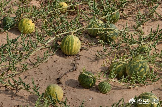 戈壁西瓜真的不能吃吗，新疆的沙漠里遍地是西瓜，为何却无人敢吃